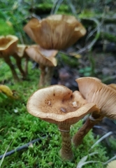 Armillaria