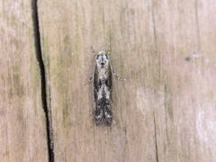 Blastodacna atra