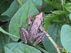 Rana japonica