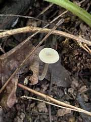 Hydropus praedecurrens