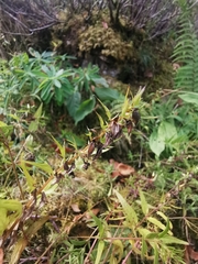Pedicularis foliosa