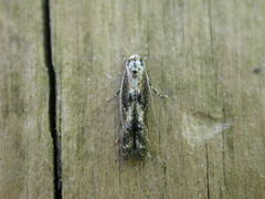 Blastodacna atra