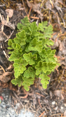 Cryptogramma acrostichoides