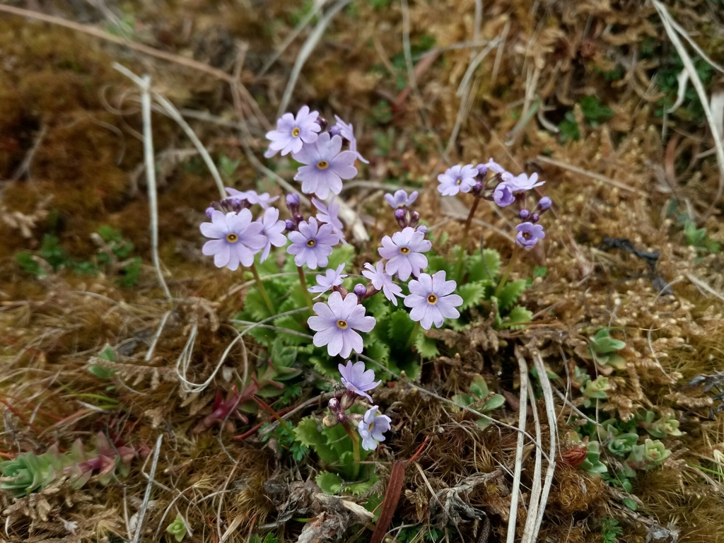 hairless primrose