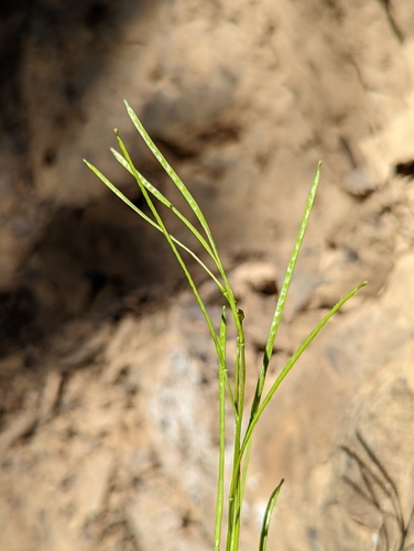 Image of Arabis olympica by (c) John A Haskins, some rights reserved (CC BY)