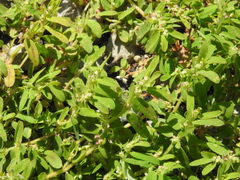 Euphorbia humistrata