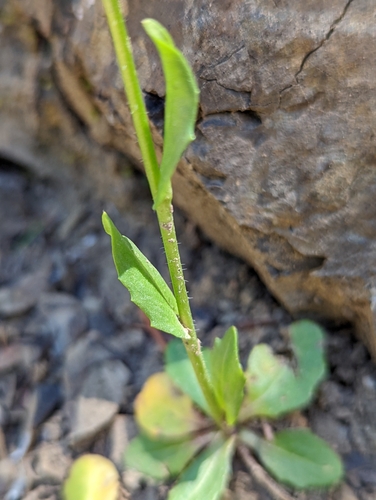 Image of Arabis olympica by (c) John A Haskins, some rights reserved (CC BY)