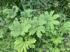 Petasites frigidus palmatus
