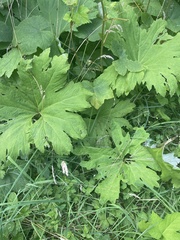Petasites frigidus palmatus