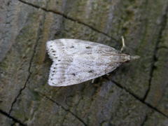 Eudonia pallida