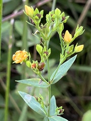 Hypericum virgatum