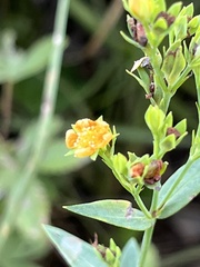 Hypericum virgatum