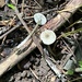 Entoloma canescens - Photo (c) Brian Hunt, some rights reserved (CC BY), uploaded by Brian Hunt