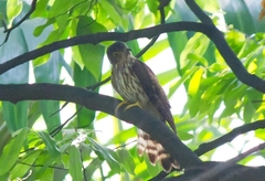 Hierococcyx nisicolor