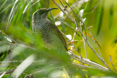 Gliciphila undulata