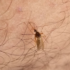 Coquillettidia perturbans