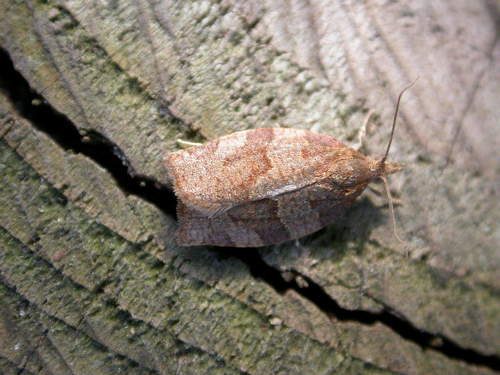 Dark Fruit-tree Tortrix (Pandemis heparana) · iNaturalist