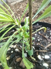 Erysimum × marshallii