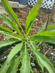 Erysimum × marshallii