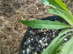 Erysimum × marshallii