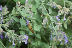 Ochlodes sylvanoides