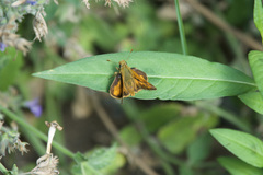 Ochlodes sylvanoides