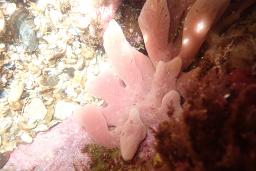 Photo of Mermaid's glove (Haliclona oculata)