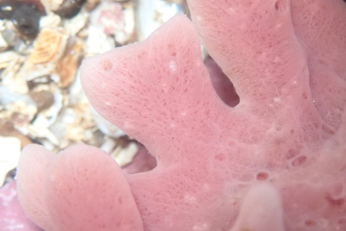 Photo of Mermaid's glove (Haliclona oculata)