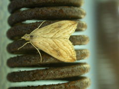 Evergestis forficalis