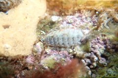 Boreochiton ruber