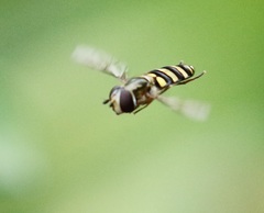Eupeodes americanus