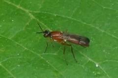 Psilidae