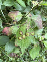 Parallelodiplosis subtruncata