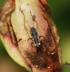 Phyllopalpus pulchellus