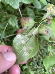 Parallelodiplosis subtruncata