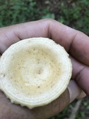 Lactarius maculatipes