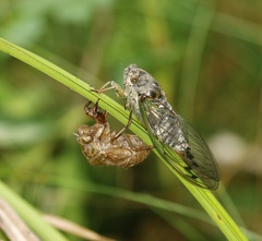 Neotibicen canicularis