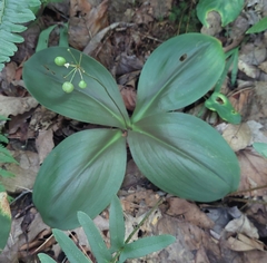 Clintonia umbellulata