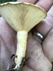 Lactarius maculatipes