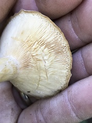 Lactarius maculatipes