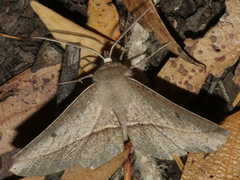 Phallaria ophiusaria