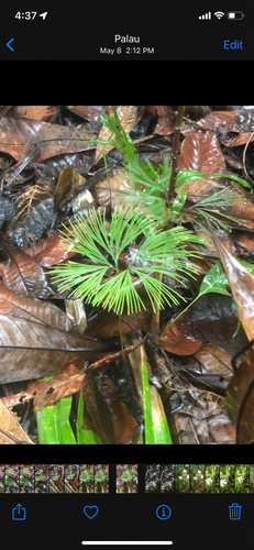 Schizaea dichotoma observed 2022-08-13