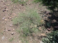 Baccharis brachyphylla