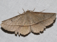 Phallaria ophiusaria