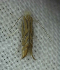 Phyllonorycter quercifoliella