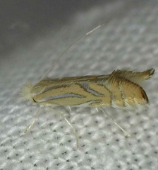 Phyllonorycter quercifoliella