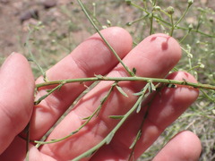 Baccharis brachyphylla