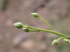 Baccharis brachyphylla