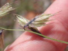 Bouteloua chondrosioides