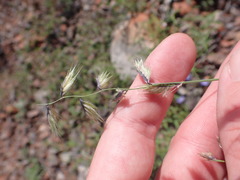 Bouteloua chondrosioides